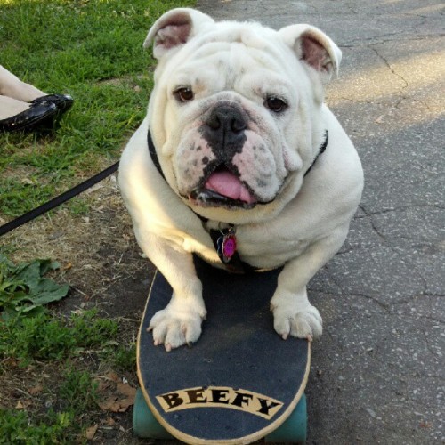 Beefy on his pro model prototype skateboard! (Taken with Instagram)