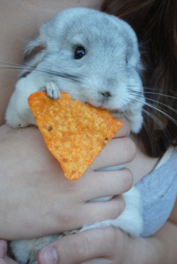 hmmm never thought to try feeding my chinchilla nacho&rsquo;s