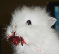 corinnestark:  bouncingdodecahedrons:  ifelay:  “So my friend gave her rabbit a cherry” … - Imgur     