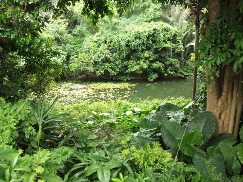 tribal-nation:  the-daisy-kiid:  too tropical to explain  want tons of followers? click yes HERE  wa
