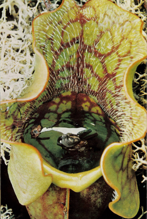 sparklysaturn:Nepenthes Attenboroughii | National Geographic, 1961