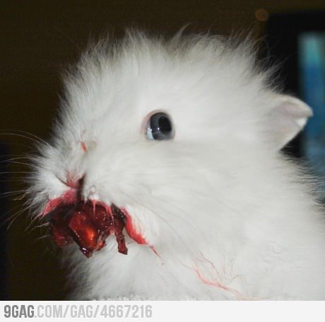 9gag:  When you gave a rabbit a cherry… 