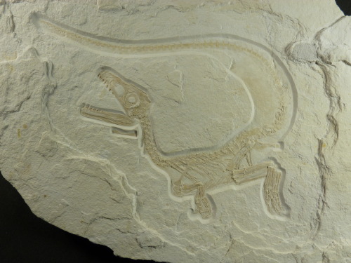 albertonykus: “Otto”, the wonderfully-preserved feathered juvenile megalosauroid(!), whi