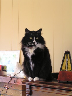 getoutoftherecat:  get off of there cat. i spent thousands of dollars on piano lessons for you and all you ever do is play with the metronome. you disappoint me cat.