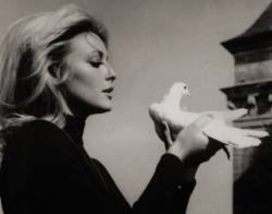 simply-sharon-tate: Sharon and a dove, photographed
