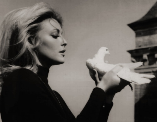 simply-sharon-tate: Sharon and a dove, photographed adult photos