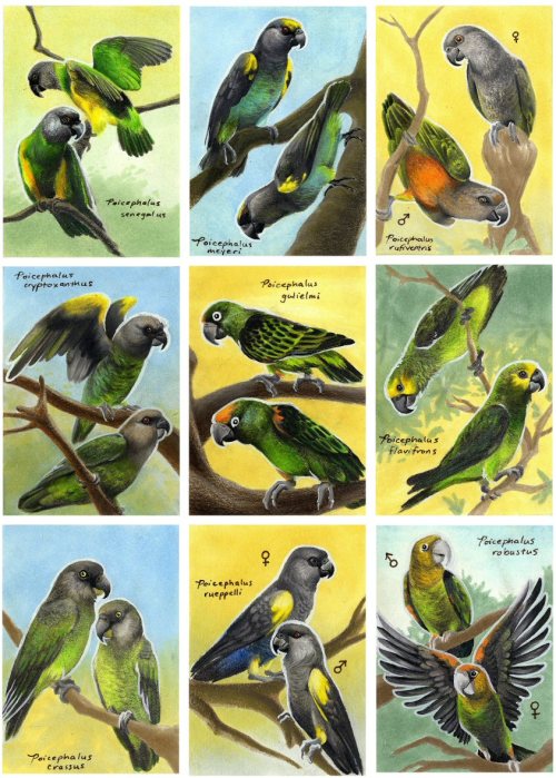 Finished!! The 9 nominate species in the genus Poicephalus as ACEOs, for the upcoming Guild of Natural Science Illustrators conference in Savannah, Gerogia.
L - R, top to bottom: Senegal, Meyer’s, Red-bellied, Brown-headed, Jardine’s, Yellow-fronted,...