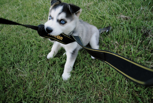 he-made-me-insecure:  p3rrythepl4typus:  ~  ~~ 