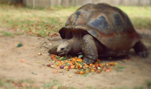 Tortoise Little Rock Zoo, AR2012 