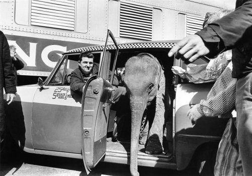 livelymorgue:  Mar. 24, 1964: Reluctant Bootsie, a baby Indian elephant who handlers feared wouldn’t make the five mile march to Madison Square Garden from the Mott Haven railyards, was hailed a cab. As the article explained, Bootsie, a teething Barnum