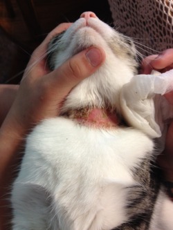 fanofallshippers:  icequeen102990:  glampora:  heytheresuckyq:  findinglady:  PLEASE PASS THIS ON!  I want to make sure every one knows about this and what it can do to your pets  this is what has happened to my sisters cat after she wore a hartz flea