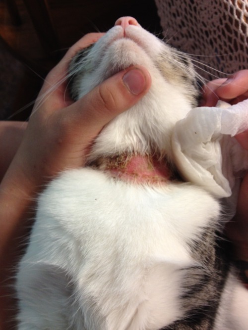 wildsoulchiild:  fanofallshippers:  icequeen102990:  glampora:  heytheresuckyq:  findinglady:  PLEASE PASS THIS ON!  I want to make sure every one knows about this and what it can do to your pets  this is what has happened to my sisters cat after she
