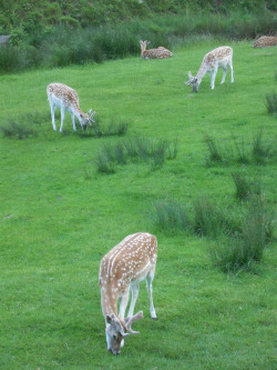 microbe:  Deer at Bradgate park   