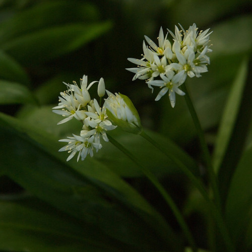 wild garlic by natamagat on Flickr.