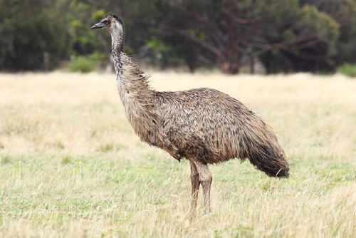 peashooter85:War is Hell—-The Great Emu War of 1932,After World War I many Australian soldiers were 