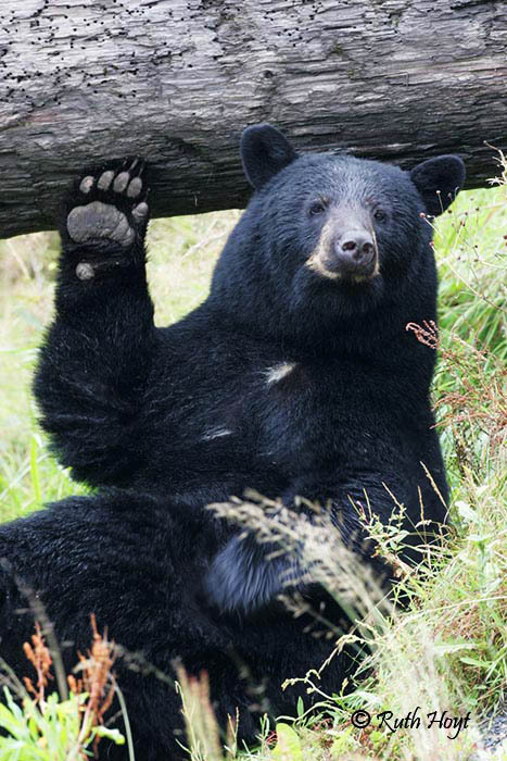 bunnyfood:  I love bears (via wehatecollege:wwiao)  esse tedy é muito educado