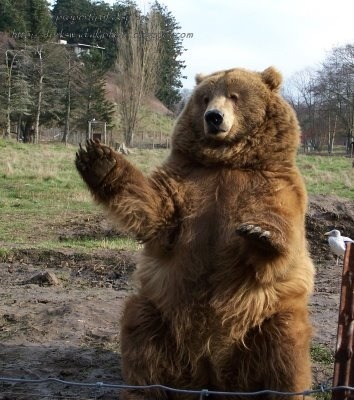 bunnyfood:  I love bears (via wehatecollege:wwiao)  esse tedy é muito educado