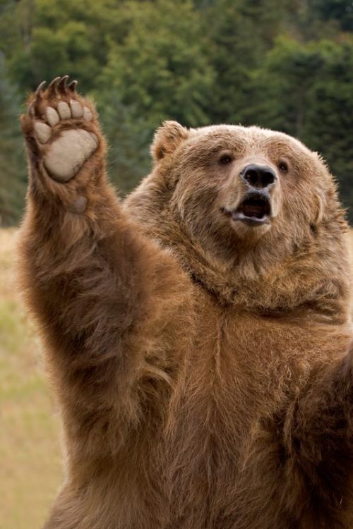 bunnyfood:  I love bears (via wehatecollege:wwiao)  esse tedy é muito educado