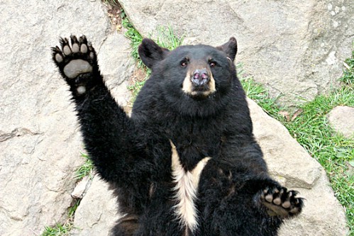 bunnyfood:  I love bears (via wehatecollege:wwiao)  esse tedy é muito educado