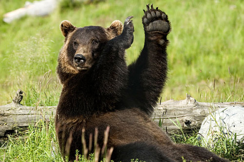 bunnyfood:  I love bears (via wehatecollege:wwiao)  esse tedy é muito educado