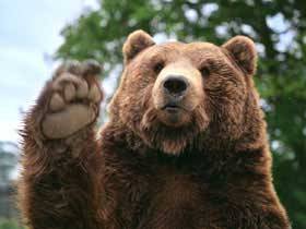 bunnyfood:  I love bears (via wehatecollege:wwiao)  esse tedy é muito educado