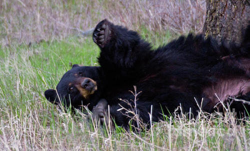 bunnyfood:  I love bears (via wehatecollege:wwiao)  esse tedy é muito educado