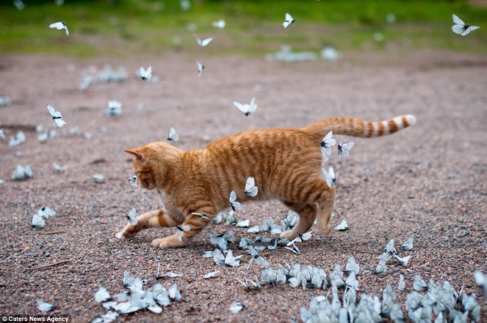   Kitten and Butterflies - Leningrad Oblast, Russia The stunning sight of hundreds