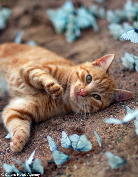   Kitten and Butterflies - Leningrad Oblast, Russia The stunning sight of hundreds