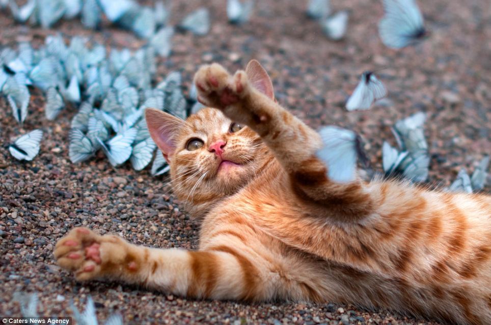   Kitten and Butterflies - Leningrad Oblast, Russia The stunning sight of hundreds