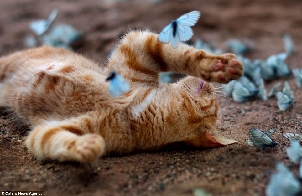   Kitten and Butterflies - Leningrad Oblast, Russia The stunning sight of hundreds