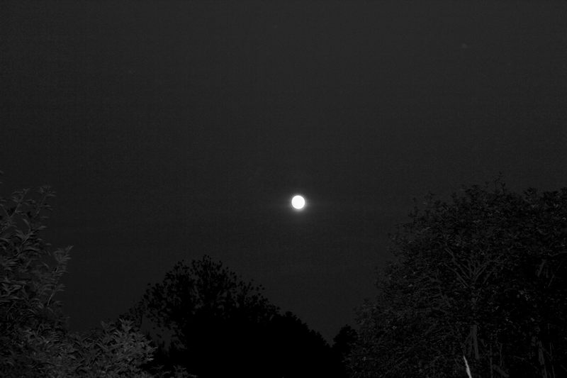 colettesaintyves:  The moon from my garden.