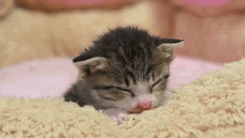 rraaaarrl:  :3 [x] 