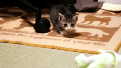 rraaaarrl:  :3 [x] 
