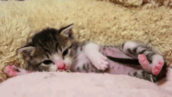 rraaaarrl:  :3 [x] 