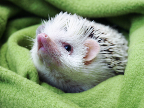 Hedgehogs of Asgard