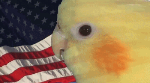 it&ndash;be-like-that-sometimes:  smitty—werbenjagermanjensen:  HAPPY ‘MERICA