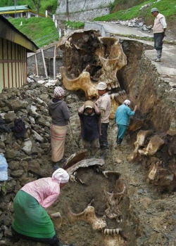 gotyousohigh:  carnivorous-orchids:  typical—teens:  rh1tard:  alxesi:  9ether-vibrations:  Proof of Giants  oh my god what  ok  fuck   lol do people actually believe this, how silly. both skulls are clearly photoshopped,and they are both exactly the