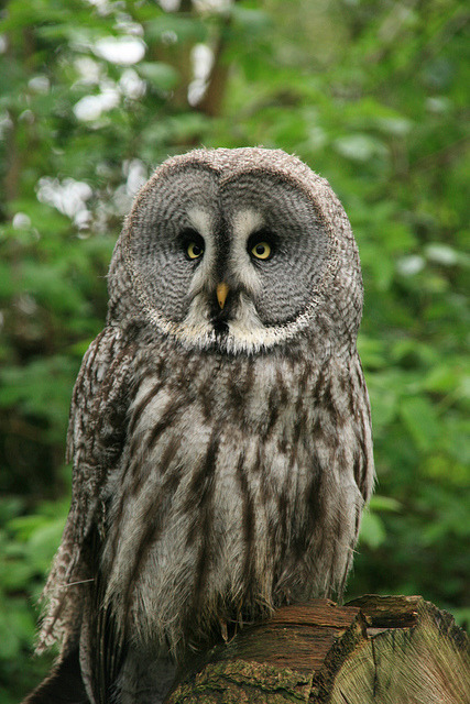 wingedpredators:Marshall, Great Grey Owl (Photo by Andy Oliver)