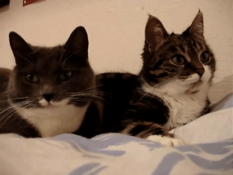 Feles loquentesTalking cats