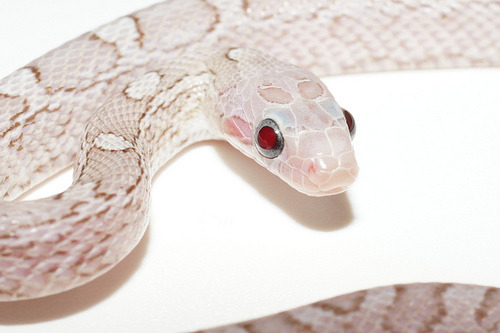 beautifulsnakes:  Lavender Pewter Corn Snake 