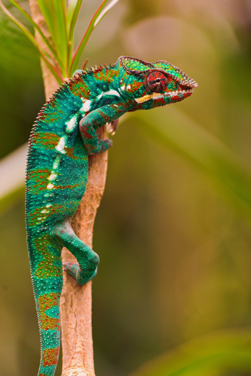 Chameleon on the branch (by Tambako the Jaguar)