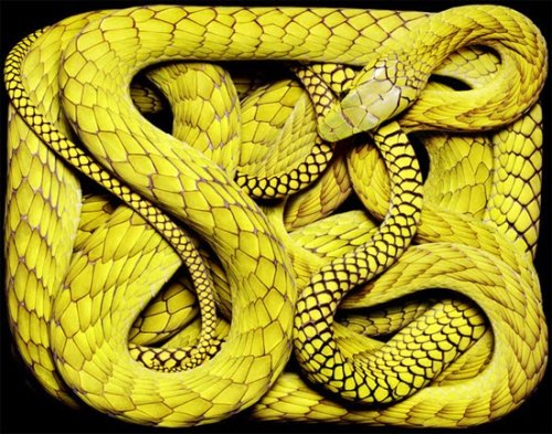 Porn photo foxyeight:  Amazing photographs of snakes