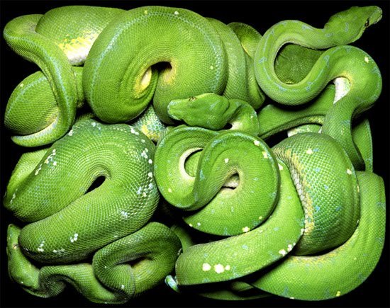 foxyeight:  Amazing photographs of snakes like you’ve never seen before source: http://www.thisblogrules.com/2009/12/amazing-photographs-of-snakes-like_16.html