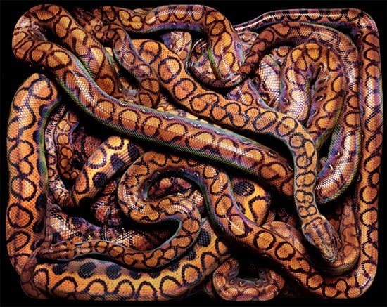 foxyeight:  Amazing photographs of snakes like you’ve never seen before source: http://www.thisblogrules.com/2009/12/amazing-photographs-of-snakes-like_16.html