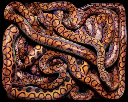Porn photo foxyeight:  Amazing photographs of snakes