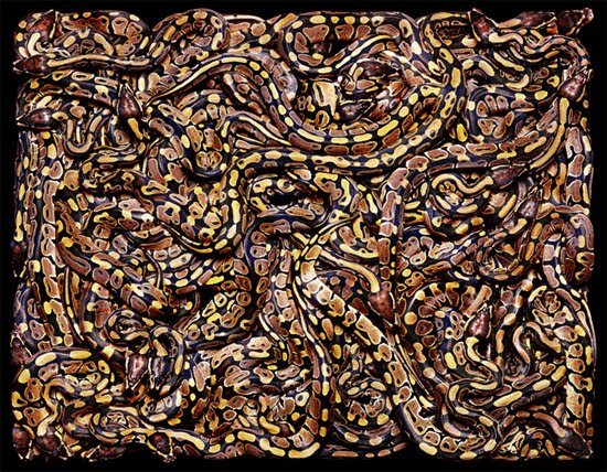 foxyeight:  Amazing photographs of snakes like you’ve never seen before source: http://www.thisblogrules.com/2009/12/amazing-photographs-of-snakes-like_16.html