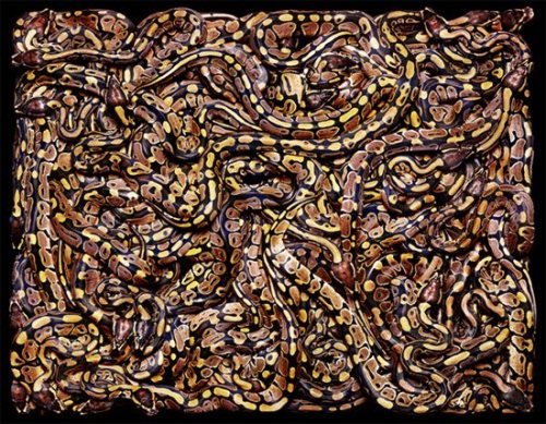 XXX foxyeight:  Amazing photographs of snakes photo