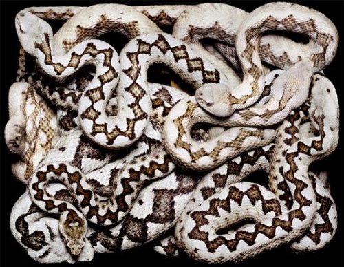 Porn Pics foxyeight:  Amazing photographs of snakes