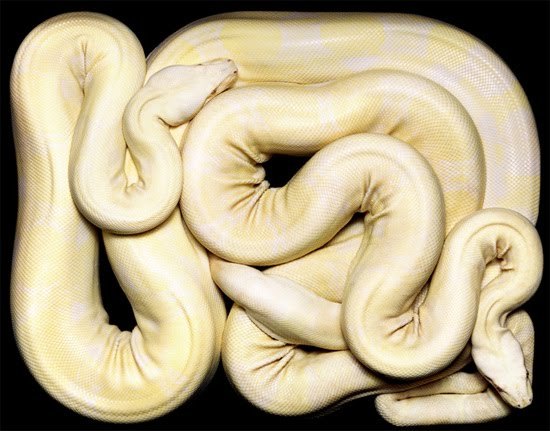 foxyeight:  Amazing photographs of snakes like you’ve never seen before source: http://www.thisblogrules.com/2009/12/amazing-photographs-of-snakes-like_16.html