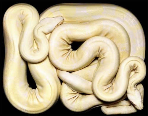 foxyeight:  Amazing photographs of snakes adult photos